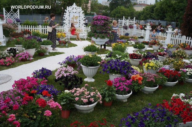 Новый сорт гортензии представят на фестивале Moscow Flower Show