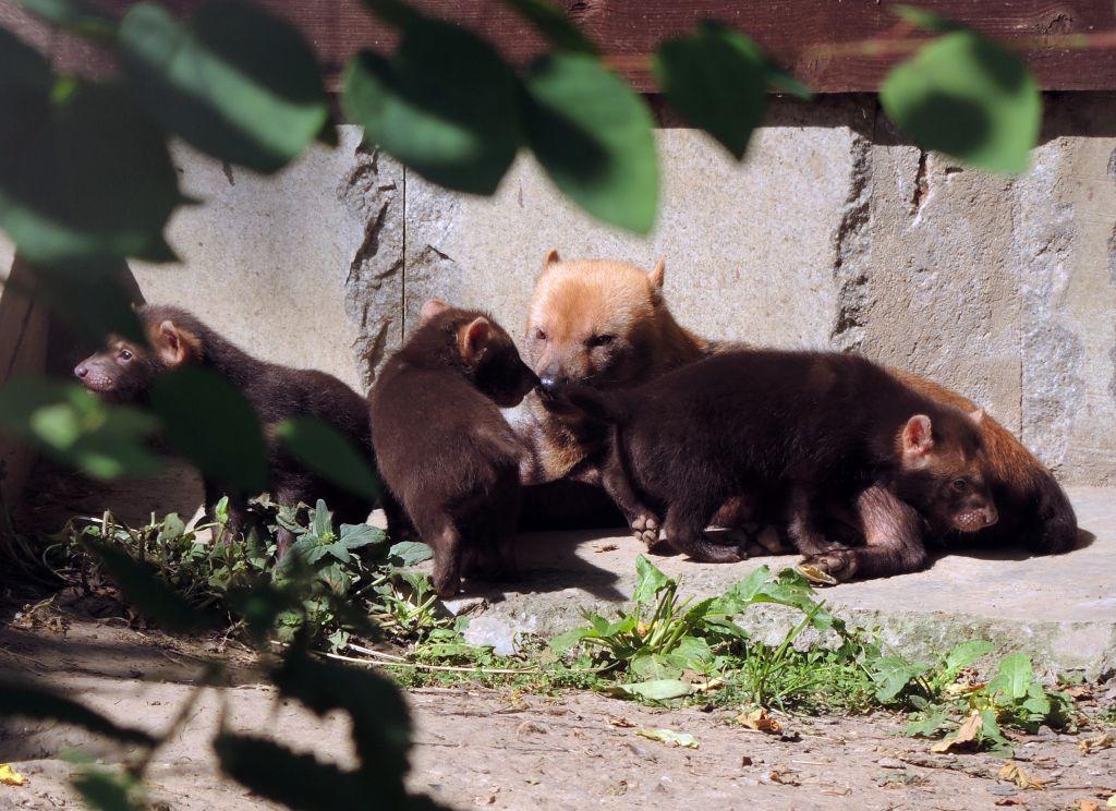 В Московском зоопарке родились кустарниковые собаки
