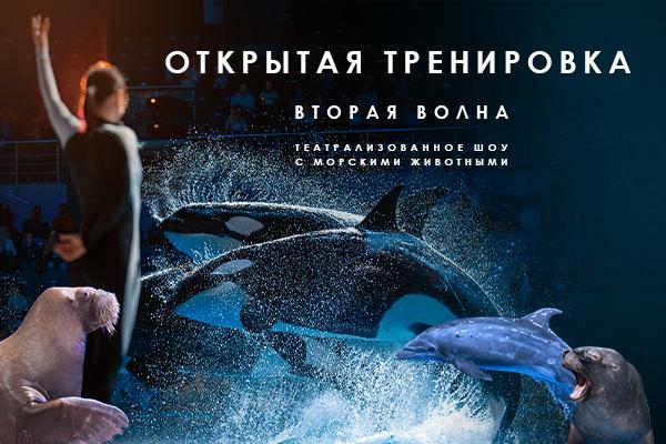 В «Москвариуме» впервые проведут открытые тренировки морских животных