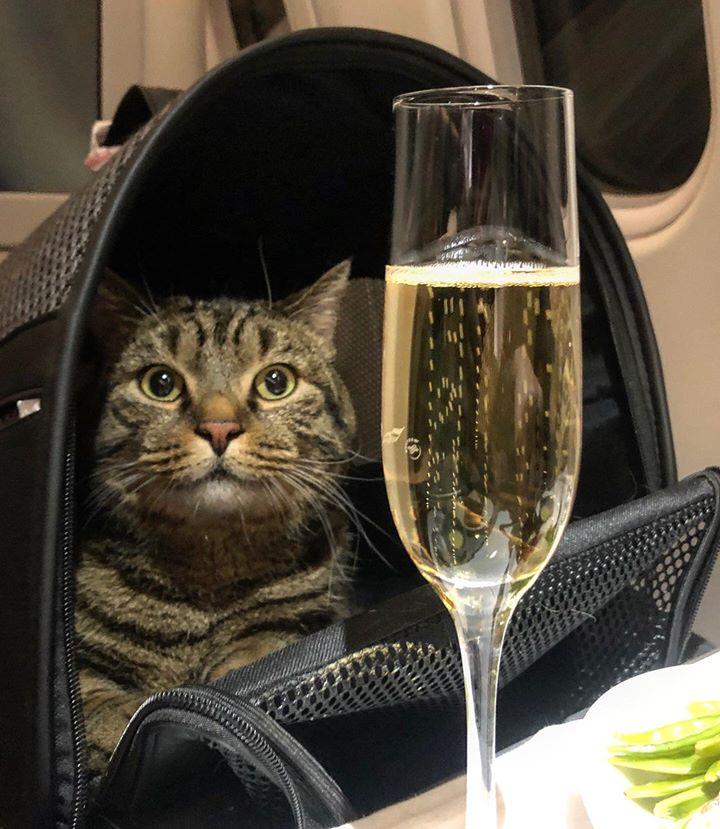 Слишком толстого кота не пустили в самолет в аэропорту Шереметьево