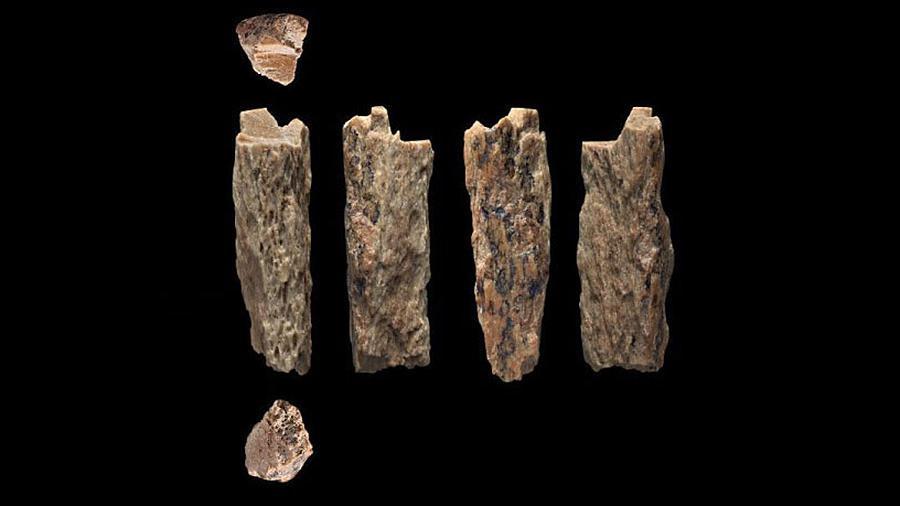 Обнаружены останки гибрида двух видов древнего человека