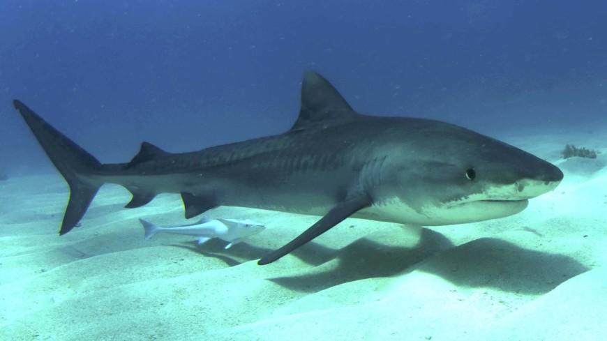Новый род вымерших акул назвали в честь видеоигры