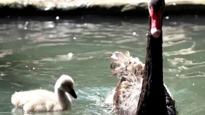 В Московском зоопарке появился на свет птенец черного лебедя