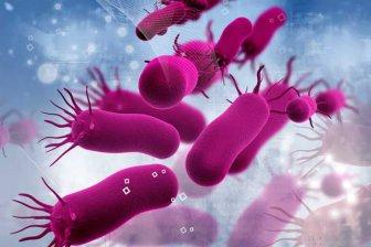 Ученые создают бактерии для лечения рака