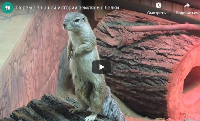 Первые в истории Московского зоопарка земляные белки