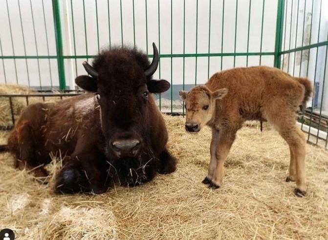 В Екатеринбургском цирке родился малыш-бизон