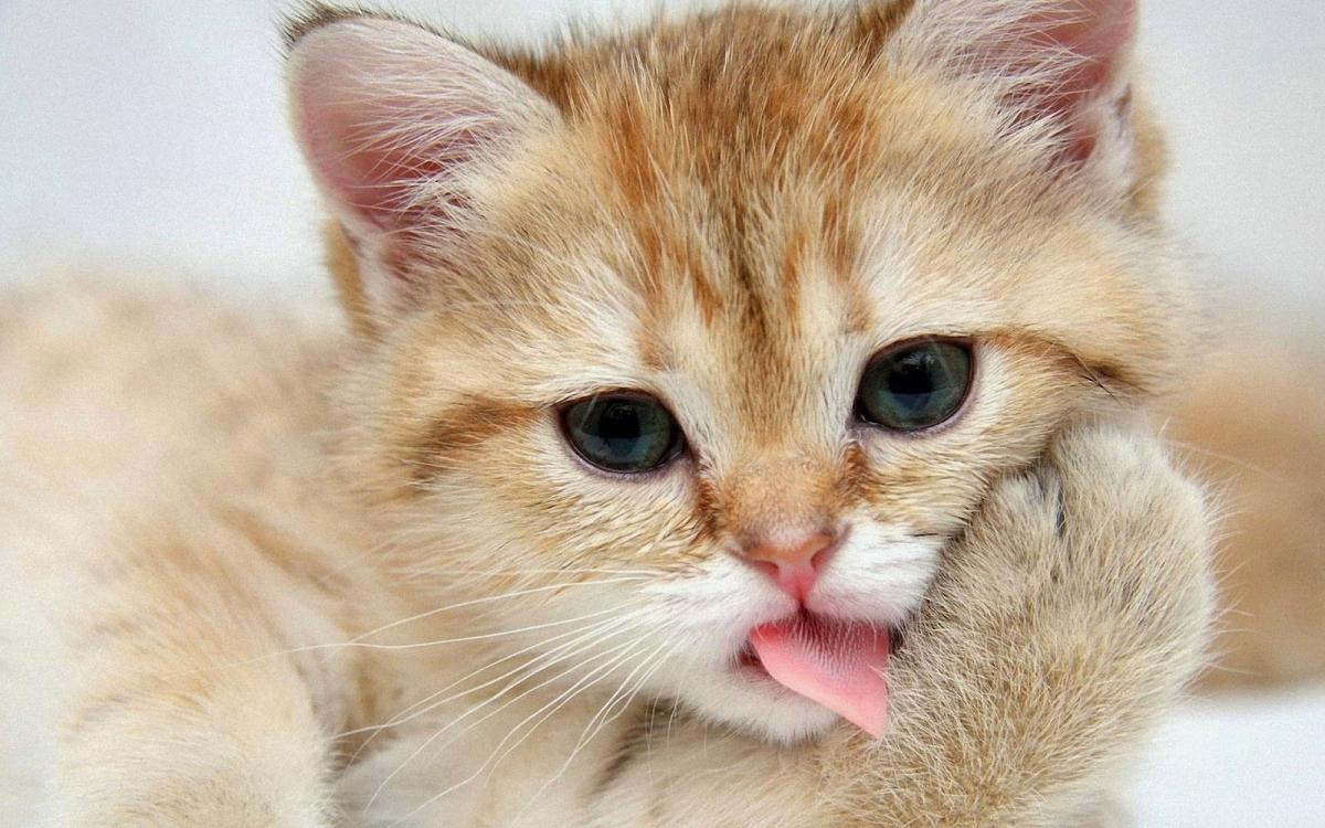 Учёные раскрыли главный секрет шершавого языка у кошек
