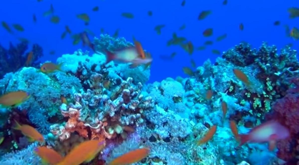 Американские ученые обнаружили новый вид кораллов