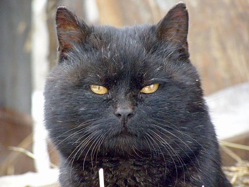 «Булгаковский дом» отправил кота Бегемота на пенсию