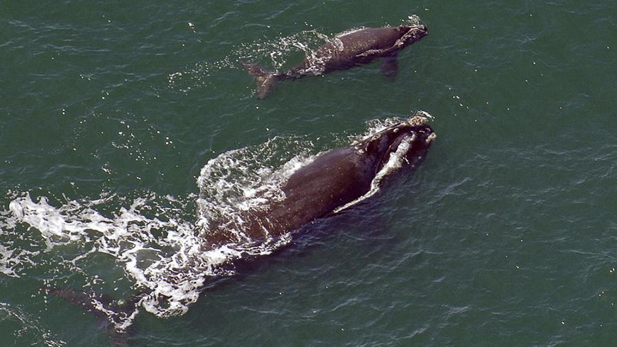 Ученые обнаружили детеныша редкого северного гладкого кита