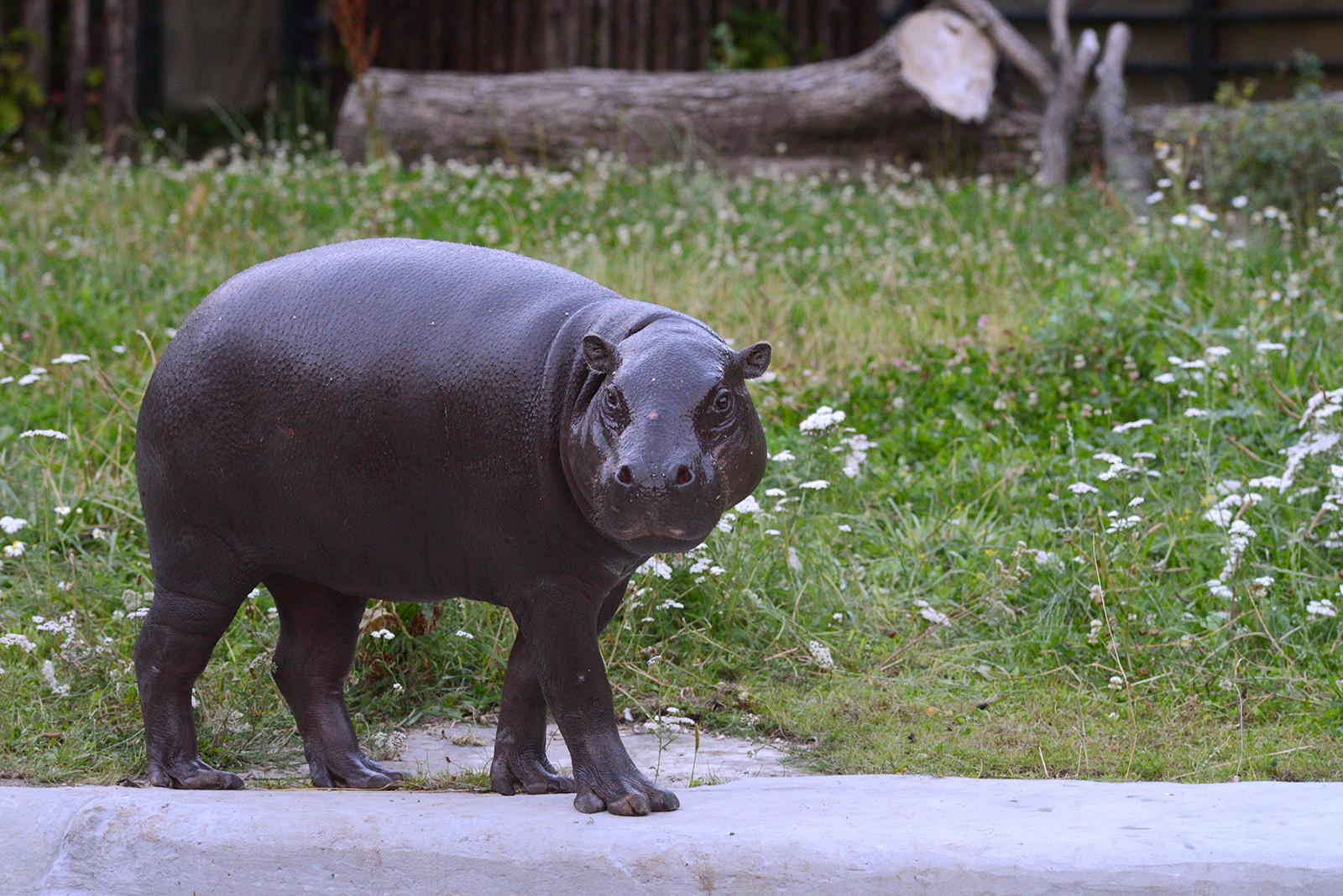 В Московском зоопарке впервые за 30 лет появился бегемот
