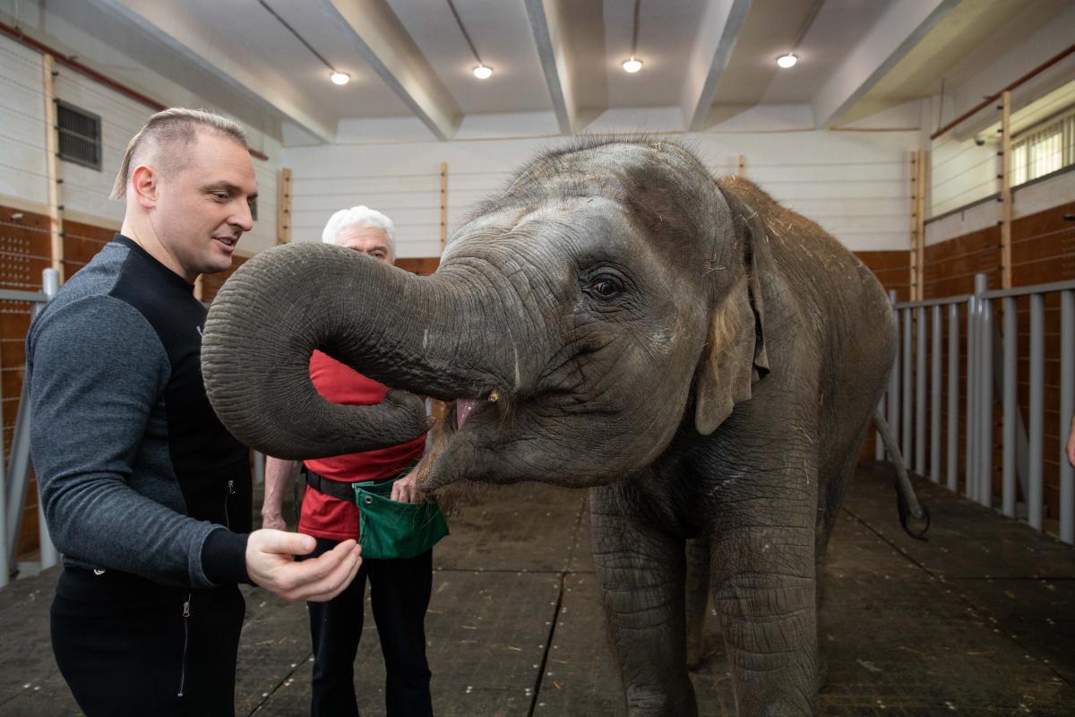 В Большом Московском цирке появился первый собственный слон