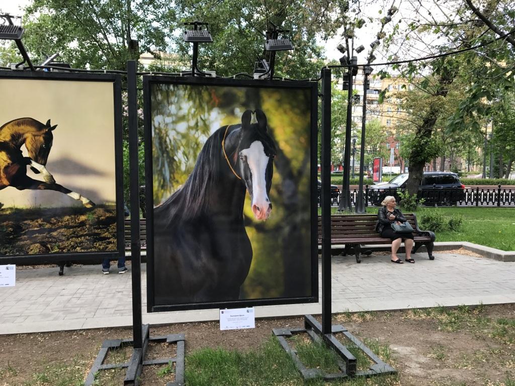 Торжественное открытие выставки «Лошади мира» состоялось в Москве!
