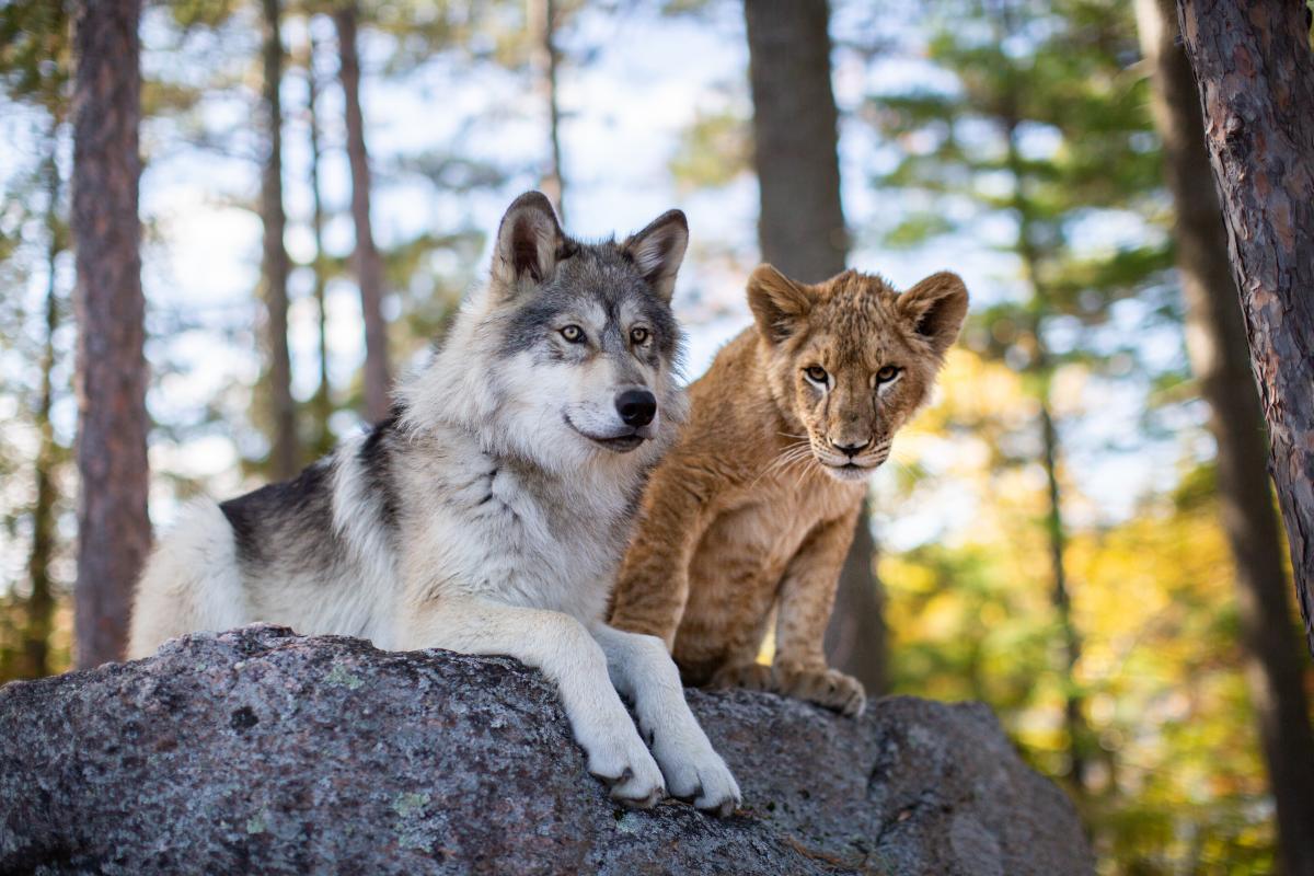 «Волк и Лев» скоро в кинотеатрах