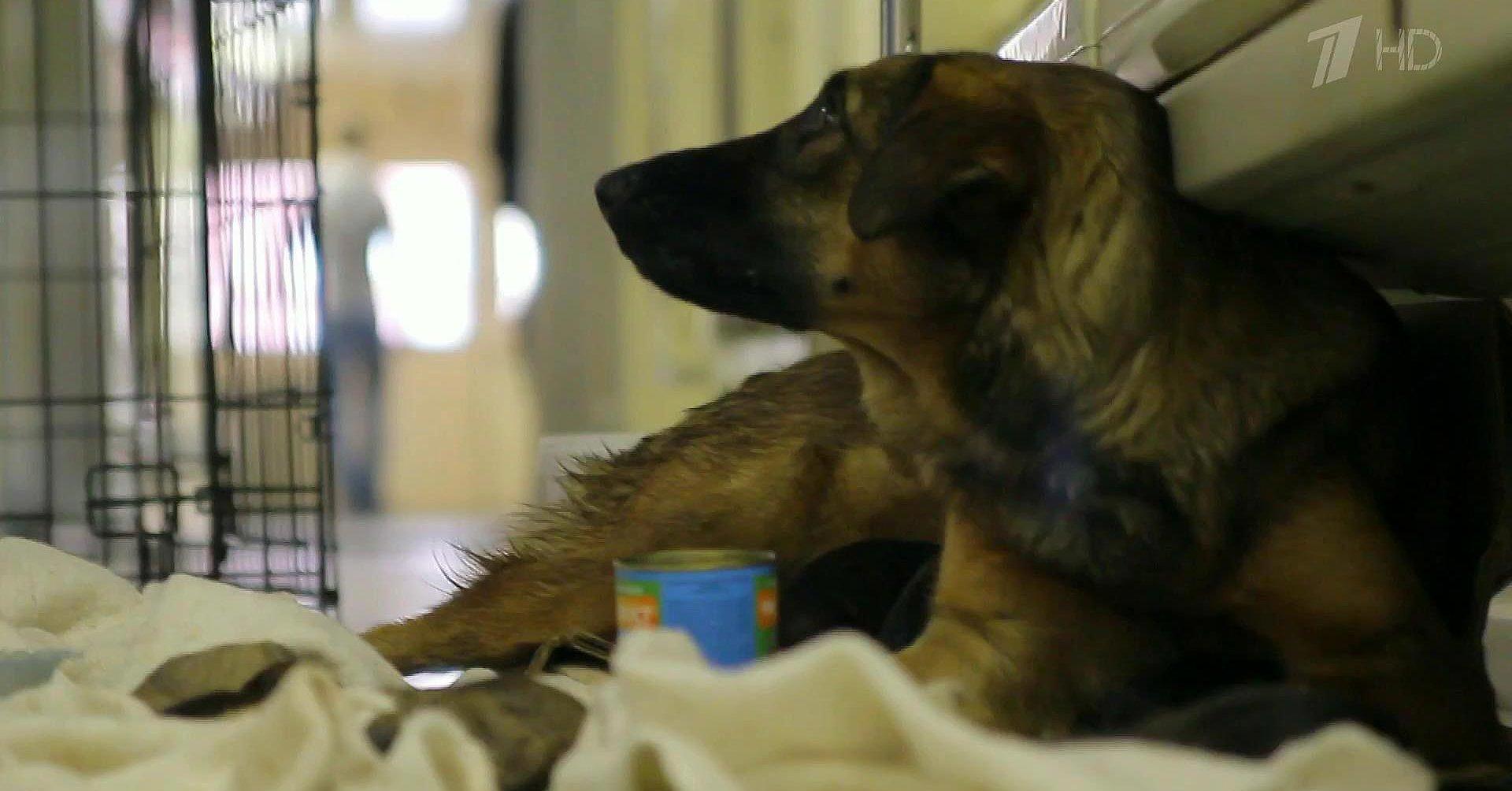 В московском метро  на свет благополучно появились пять щенят