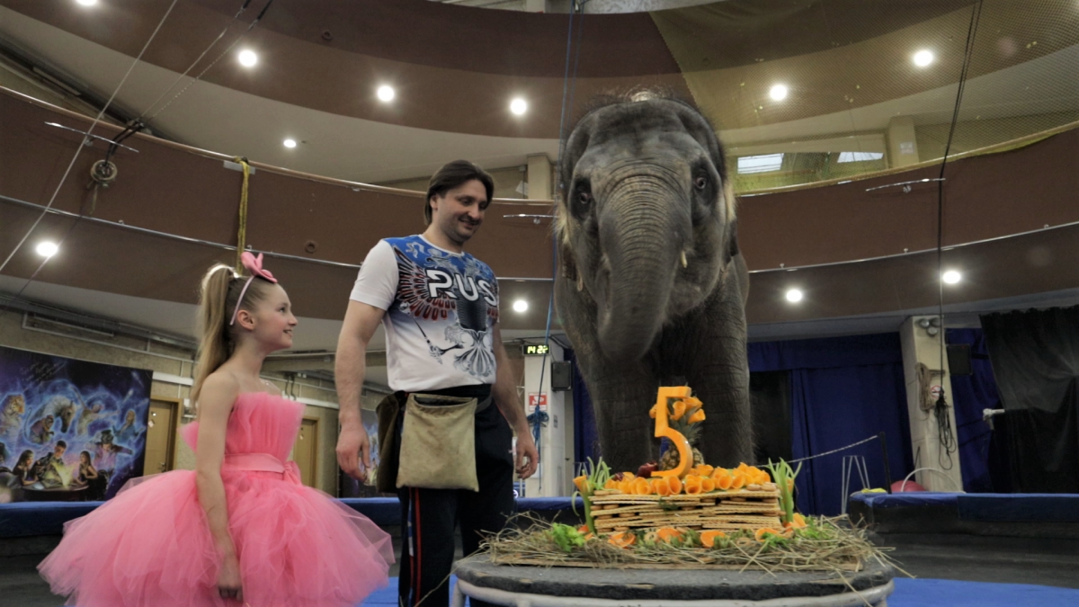 Начинающей цирковой слонихе Николь исполнилось 5 лет!