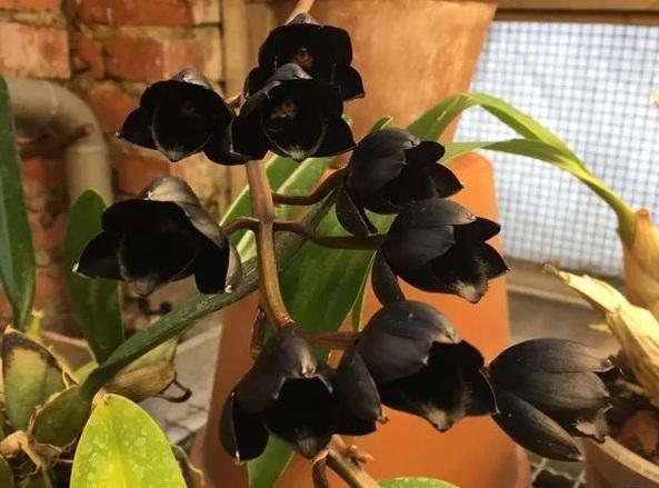   Самая чёрная орхидея в мире расцвела в «Аптекарском огороде»