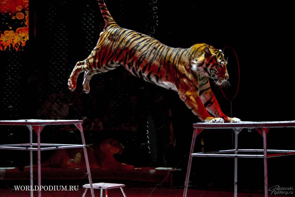 Ко II Международному форуму по сохранению тигра выпустят почтовую марку