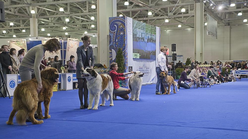 Выставка собак «Евразия» справляет юбилей