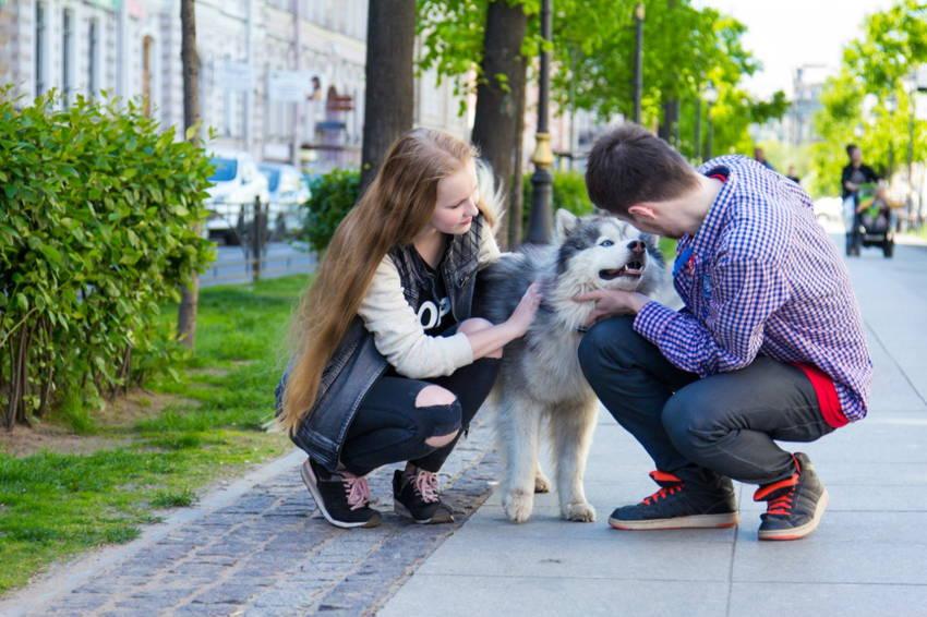 «Хаски в городе» - проект о культуре общения людей и собак